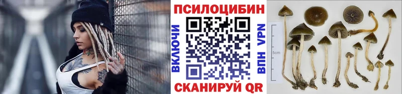 как найти наркотики  Южноуральск  Галлюциногенные грибы Psilocybine cubensis 